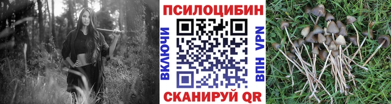 Галлюциногенные грибы Psilocybe  Купить закладки  Урень 